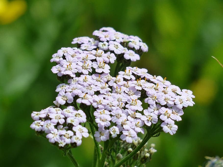 You are currently viewing The Materia Medica Of Yarrow