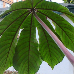 Trumpet Leaf