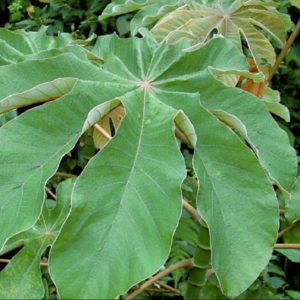 Trumpet Leaf