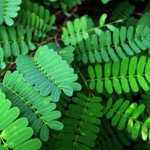 Tamarind