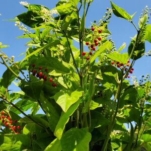 Fairtrade Herbs