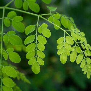 Moringa