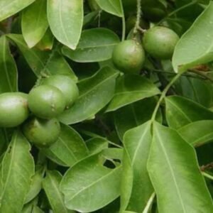 Guniep leaf
