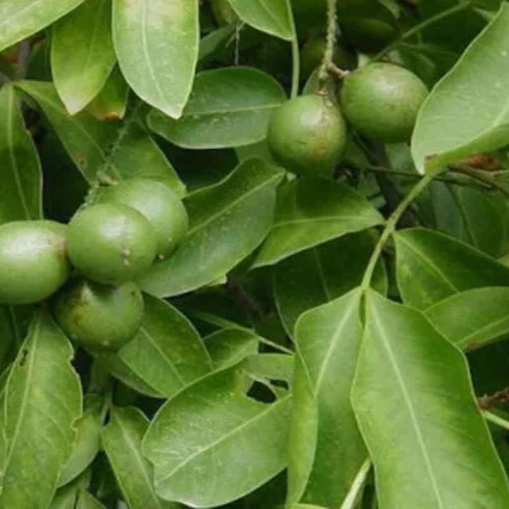 Guniep leaf