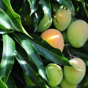 Mango leaf
