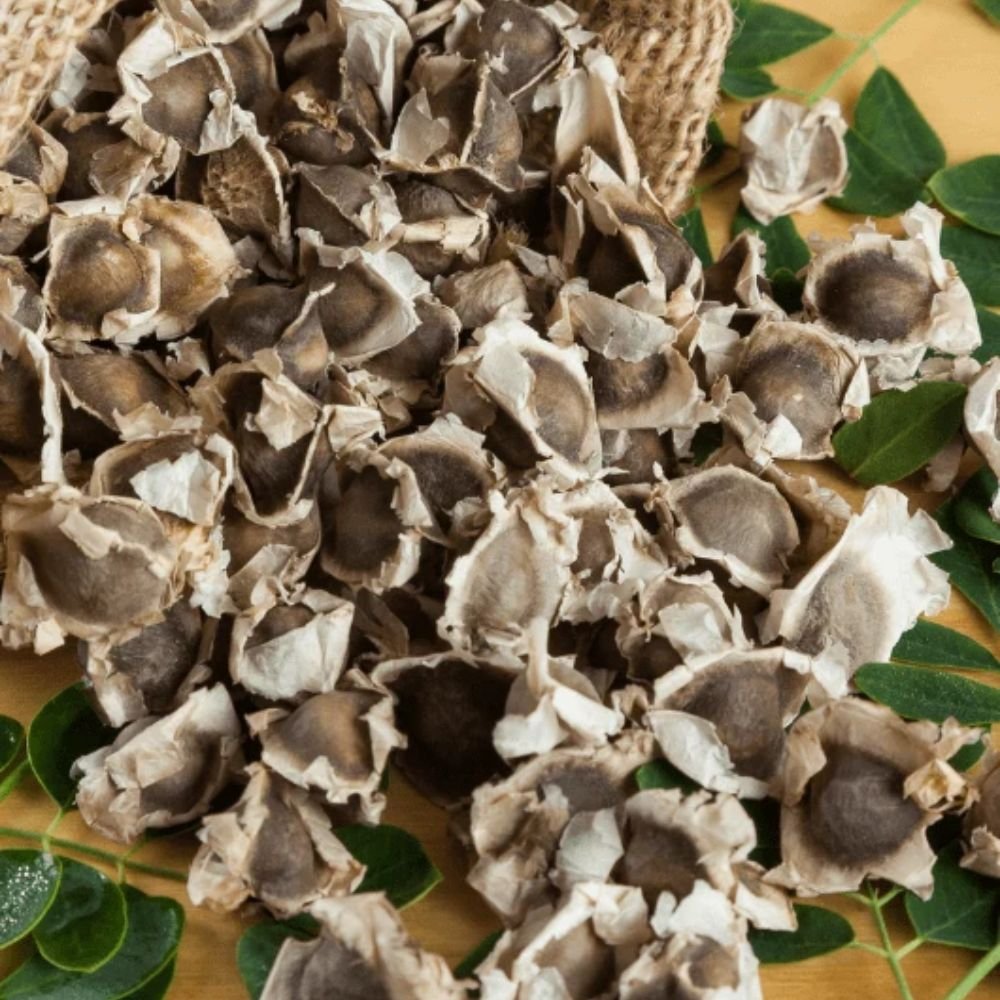 Moringa seed