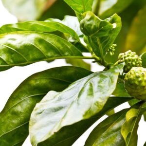 Noni leaf
