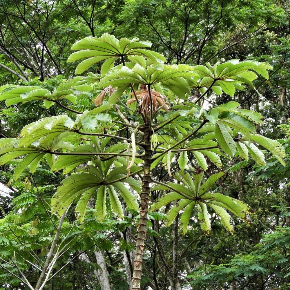 Trumpet leaf